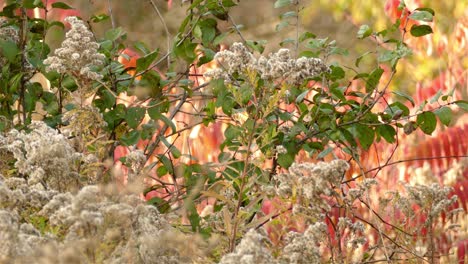 Wunderschöne-Herbstszene-Mit-Einem-Vogel-In-Den-Dichten-Kanadischen-Herbststräuchern