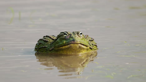 Giant-Male-African-Bullfrog-In-Water-During-Rainy-Season-In-Central-Kalahari-Game-Reserve,-Botswana