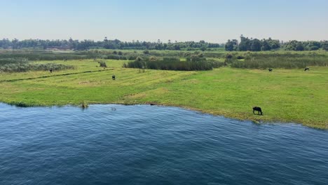 Drone-aerial-4K-footage-of-the-green-valley-of-banks-of-Nile-river-where-many-domestic-animals-eating-grass-can-be-seen