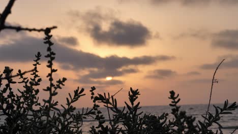 Blissful-Orange-Peach-Sunset-Skies-Above-Ocean-Viewed-Through-Silhouetted-Plants-In-Balochistan