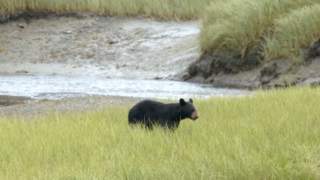 Black-Bear-Walking-At-Grassy-Field-Near-River-In-Alaska
