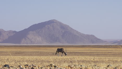 Oryx-Antilopen-Grasen-Auf-Natürlichem-Lebensraum-In-Der-Safari-Wüste-Von-Sossusvlei-In-Afrika