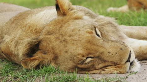 León-Joven-Descansando-En-Prados-En-La-Reserva-De-Caza-Moremi-En-Botswana