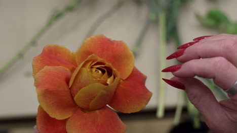 Ein-Florist-Passt-Die-Blütenblätter-Einer-Rose-An,-Damit-Sie-Voller-Und-Größer-Aussieht