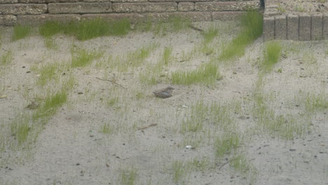 Single-sparrow-digging-around-in-sand-on-bare-lawn