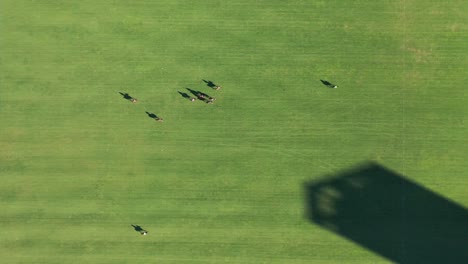Top-View-Of-Polo-Athletes-Riding-Horses-On-The-Field-During-Open-Polo-Championship-In-Buenos-Aires,-Argentina