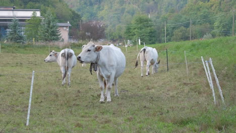 Vacas-Blancas-Cultivando-En-Pradera