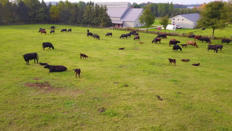 Aerial-view-of-a-herd-of-black-angus-beef-cattle-at-pasture-in-a-farm-field