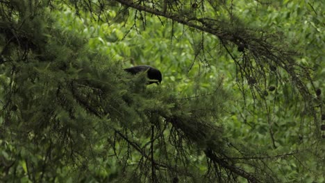 Raven-choosing-best-nesting-material-on-pine-tree-on-its-territory,-static