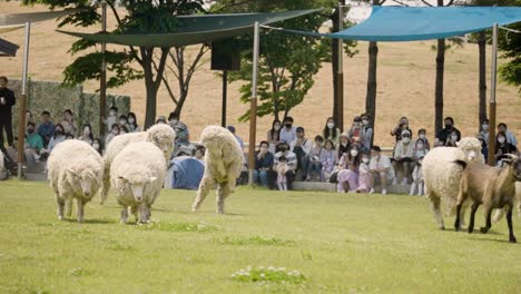 People-In-Mask-Watching-Herd-Of-Sheeps-Running-And-Jumping-On-The-Grass-At-Anseong-Farmland-In-South-Korea