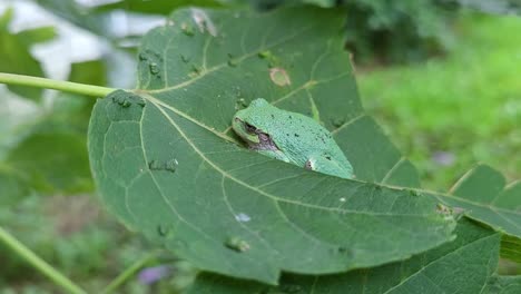 Cope's-Gray-Treefrog-hiding-in-big-leaf-on-windy-day,-close-up-view