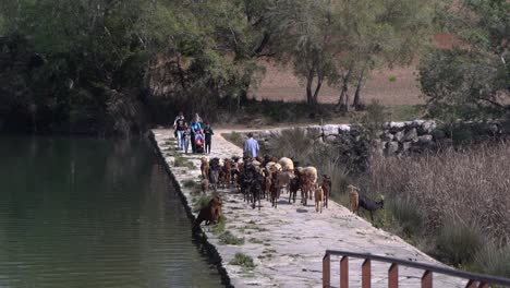 Ziegenhirte-Treibt-Seine-Herde-Durch-Die-Spanische-Landschaft-Neben-Dem-Fluss