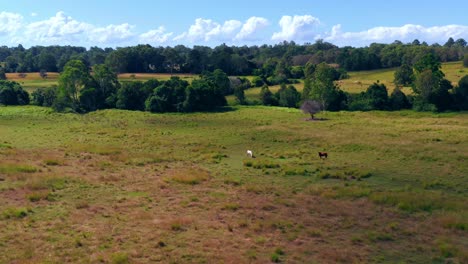 Green-Meadow-With-Animals-Grazing-On-Grass---aerial-drone-shot