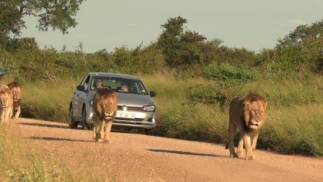 Safari-Africano,-Grupo-De-Leones-Caminando-Por-Un-Camino-Polvoriento-Frente-A-Autos-Con-Gente-Tomando-Fotos,-Vista-Amplia