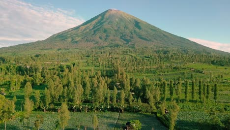 Vuelo-Aéreo-Hacia-Adelante-Sobre-Vegetación-Con-Plantación-Y-Monte-Sindoro-En-Segundo-Plano-Durante-La-Luz-Del-Sol---Wonosobo,-Indonesia