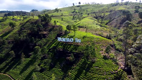 Hill-with-tea-plantation,-Sri-Lanka.-Aerial-circling