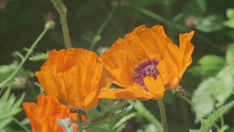 Slow-motion-close-up-of-bees-pollinating-a-group-of-orange-poppy-wildflowers
