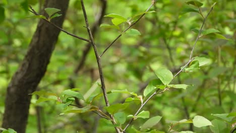HD-video-of-one-of-Wilson's-Warblers-perched-on-a-tree-branch-then-flying-away