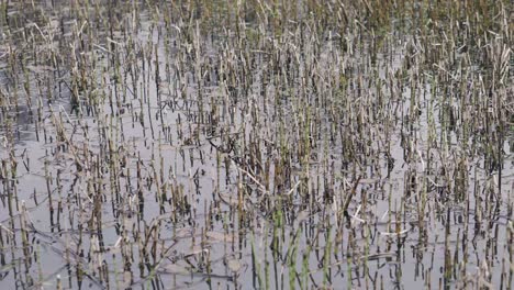 Short-reeds-growing-out-of-a-marsh-on-English-countryside