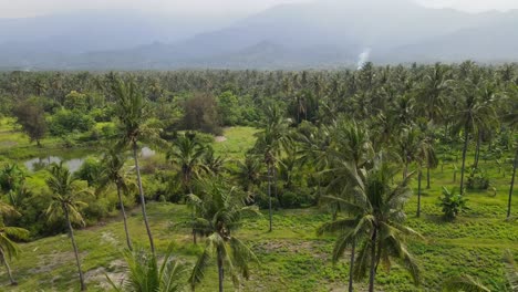 Areal-view-over-field-of-palm-trees,-rising-up-to-a-mountain-view-in-a-distance