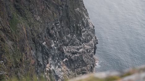 Steep-Runde-island-cliff-side-with-flying-sea-sole-birds-nesting,-grass-in-foreground