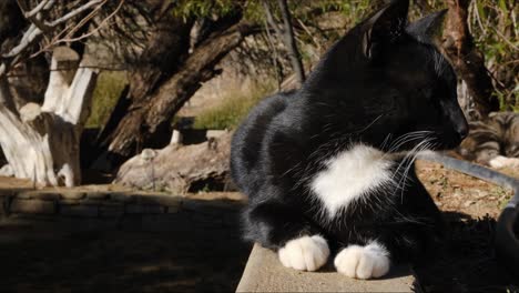 Schwarz-weiße-Katze-Liegt-Und-Genießt-Die-Sonne