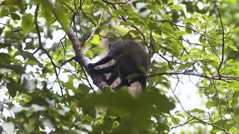 Mono-Azul-De-Zanzíbar-Sentado-En-Un-árbol-En-La-Selva,-Sosteniendo-Una-Rama