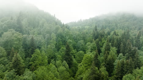 Luftaufnahme---Nebliger-Wald-Im-Kaukasus,-Georgien,-Umgekehrte-Aufnahme