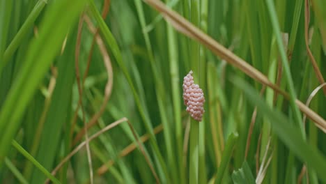 Apple-snail-eggs-ready-to-hatch-between-rice-field
