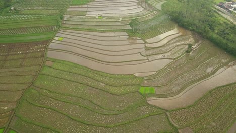 Aerial-view-of-watery-rice-field-side-roads