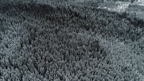 Epische-4K-Drohnenaufnahmen-Von-Dunklem-Fichtenwald-Auf-Hügellandschaft-Im-Winter