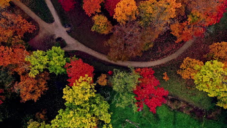 Aerial-overhead-shot-of-colorful-blooming-forest-trees-in-park-with-path-in-autumn