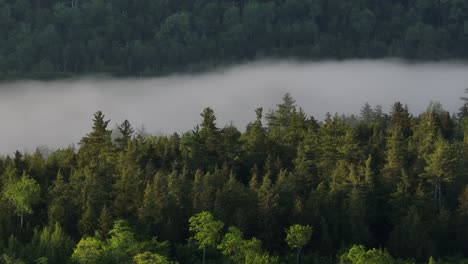 Breathtaking-aerial-low-cloud-among-dense-woodland