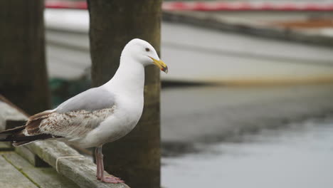 Detail-shot-of-seagull-on-dock-in-Maine-with-boats-slow-motion-HD-30p