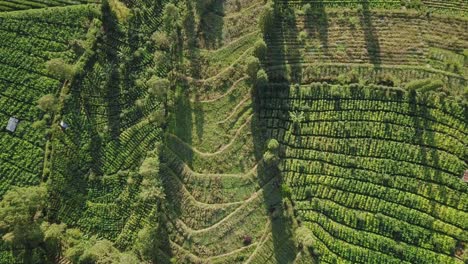 aerial-drone-approaching-shot-of-tobacco-plantation-on-the-slope-of-sindoro-mountain-in-Temanggung,-central-java,-Indonesia