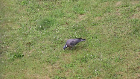 Pigeon-Walking-Around-on-the-Grass-Eating-Small-Seeds