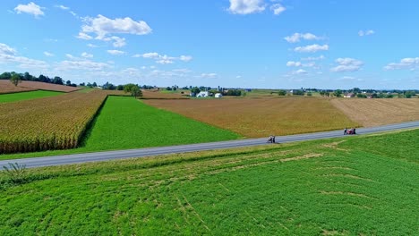 Eine-Luftaufnahme-Einer-Landstraße-Mit-Einer-Amish-Familie,-Die-An-Einem-Sonnigen-Herbsttag-An-Maisfeldern-Vorbeigeht,-Die-Zur-Ernte-Bereit-Sind