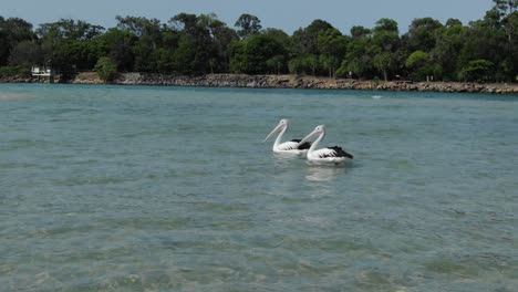 Drone-flying-around-couple-of-pelicans-on-waters-of-Noosa-Heads,-Queensland-in-Australia