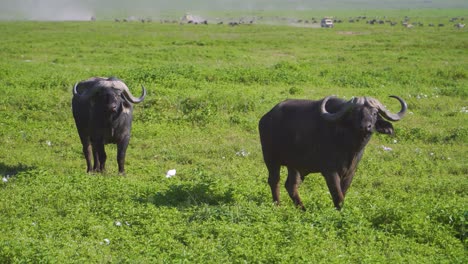 Toros-Africanos-Caminan-Por-La-Sabana-Con-Un-Jeep-Safari-En-El-Fondo,-Rodeados-De-Vida-Silvestre