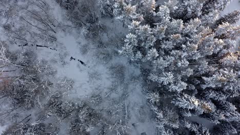 Aerial-forward-top-down-over-snowy-woods-near-Bialka-river,-Poland