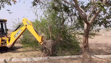 Bhusawal,-Maharashtra,-India,-January-20,-2020:-A-JCB-earthmover-pulling-out-neem-trees-from-agricultural-land