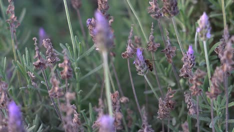 Handheld-slow-motion-clip-of-a-bee-sipping-on-lavender-flowers