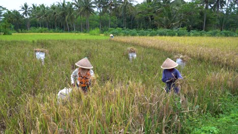 Women-reap-rice-with-sickle,-traditional-harvesting-in-Indonesia-farmland