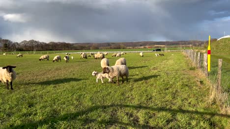 Wide-shot-showing-many-grazing-sheeps-on-green-grass-field-during-sunlight-with-dark-sky-in-background