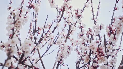 Camera-moves-from-right-to-left,-around-a-blossoming-apricot-branch-changing-focus,-slow-motion