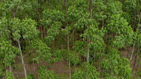 Eucalyptus-plantation-in-Brazil
