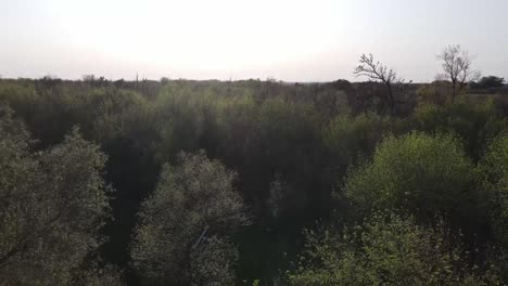 Luftaufnahmen-Eröffnen-Den-Blick-Von-Bäumen-Auf-Ein-Wunderschönes-Panorama-Mit-See-Und-Fluss-Im-Hintergrund