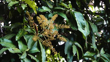 Exotic-Mango-flowers-blooming-in-Vietnam-jungle