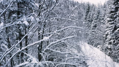 Flowing-stream-in-a-mountain-forest-in-winter,snowy-landscape,Czechia