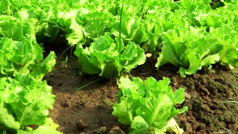 Frischer-Salat-Wächst-Auf-Dem-Bio-Bauernhof